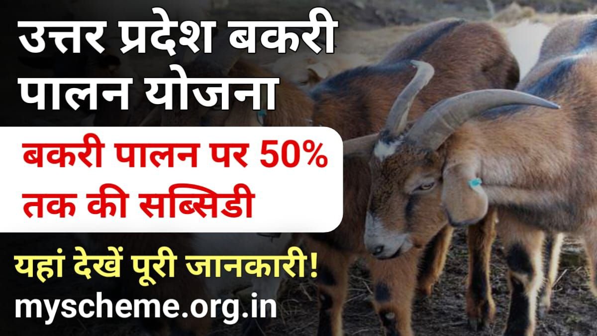 UP Bakri Palan Yojana 2024: उत्तर प्रदेश बकरी पालन योजना, बकरी पालन पर 50% तक की सब्सिडी, ऐसे करें आवेदन, My Scheme, Sarkari Yojana