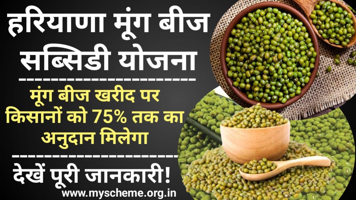 Haryana Moong Beej Subsidy Yojana 2024: हरियाणा मूंग सब्सिडी योजना, मूंग बीज खरीद पर किसानों को 75% तक का अनुदान मिलेगा, My Scheme